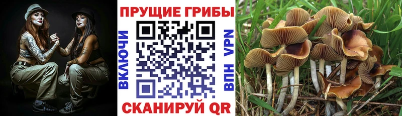 Галлюциногенные грибы GOLDEN TEACHER  купить   Гаджиево 