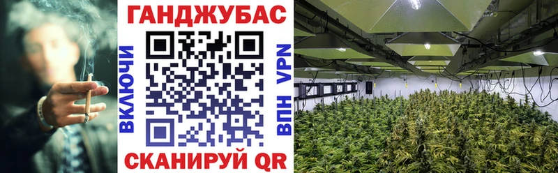 сколько стоит  Гаджиево  МАРИХУАНА Amnesia 